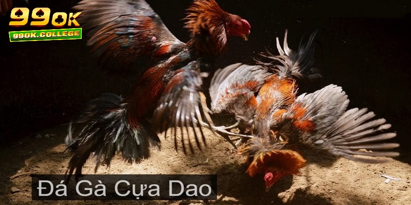 Lý do nên trải nghiệm đá gà cựa dao trực tiếp