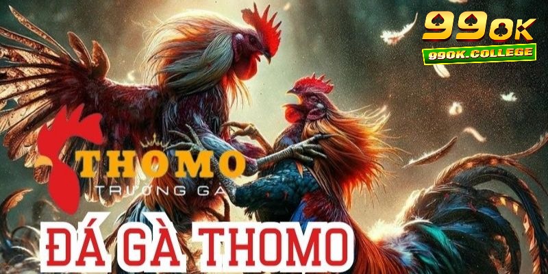 Live đá gà Thomo cựa sắt rất được yêu thích tại 99OK